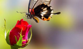 描述蝴蝶的诗句 关于蝴蝶的诗句